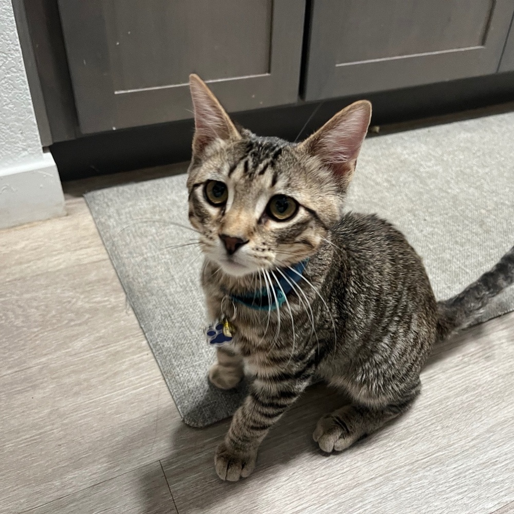 Meet your Posher, Kiesha